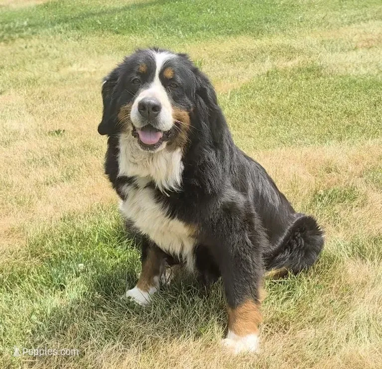 June – Bernese Mountain Dog puppy for sale in Colon, MI