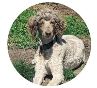 Clara, a female Poodle - Standard  for sale in Colon, MI – Photo 1 of 3