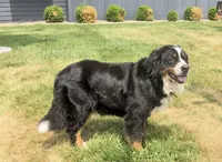 June, a female Bernese Mountain Dog for sale in Colon, MI – 2 of 3