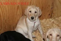 processed/e4b7940f-2175-4ab9-831e-89104ddebb42/listing/0647426b-df56-4f2b-86a6-87ba979726a5/0b59b1ab-259a-40bb-b1e5-7ac41e41b186