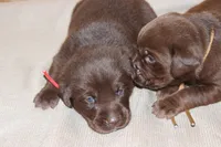 Grace pup Chocolate male, a male Labrador Retriever for sale in Crewe, VA – 4 of 6