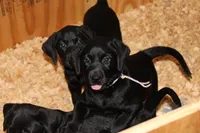 Grace pup Black female Rainbow, a female Labrador Retriever for sale in Crewe, VA – 2 of 7