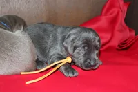 Birdie pup Charcoal Female, a male Labrador Retriever for sale in Crewe, VA – 7 of 7