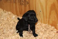 Grace pup Black female Rainbow, a female Labrador Retriever for sale in Crewe, VA – 3 of 7