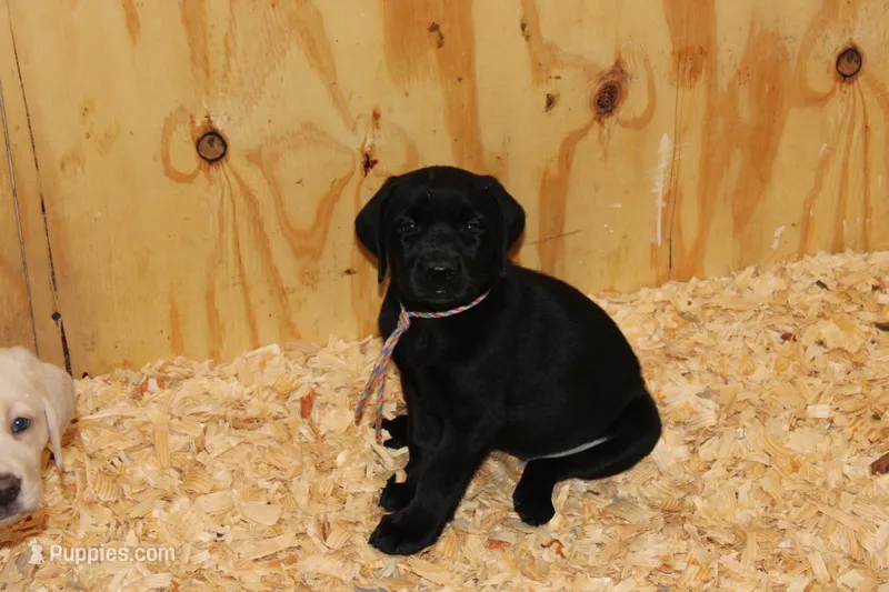 Birdie pup Black Female Rainbow – Labrador Retriever puppy for sale in Crewe, VA