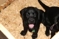 Grace pup Black male Green, a male Labrador Retriever for sale in Crewe, VA – 3 of 10
