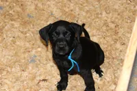 Grace pup Black male Blue, a male Labrador Retriever for sale in Crewe, VA – 7 of 8