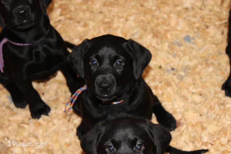 Grace pup Black female Rainbow – Labrador Retriever puppy for sale in Crewe, VA