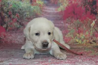 Birdie pup Yellow female, a male Labrador Retriever for sale in Crewe, VA – 3 of 4