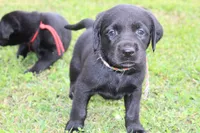Birdie pup Black Female Rainbow, a male Labrador Retriever for sale in Crewe, VA – 4 of 7