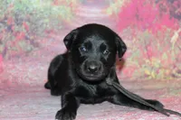 Birdie pup Black Female Black, a male Labrador Retriever for sale in Crewe, VA – 9 of 9