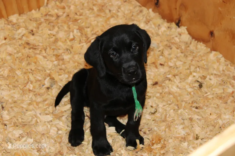 Grace pup Black male – Labrador Retriever puppy for sale in Crewe, VA