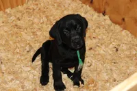 Grace pup Black male Green, a male Labrador Retriever for sale in Crewe, VA – 1 of 10