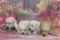 Birdie pup Yellow female, a male Labrador Retriever for sale in Crewe, VA – 4 of 4