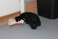 Grace pup Black male Green, a male Labrador Retriever for sale in Crewe, VA – 5 of 10