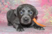 Birdie pup Charcoal Female, a male Labrador Retriever for sale in Crewe, VA – 1 of 7