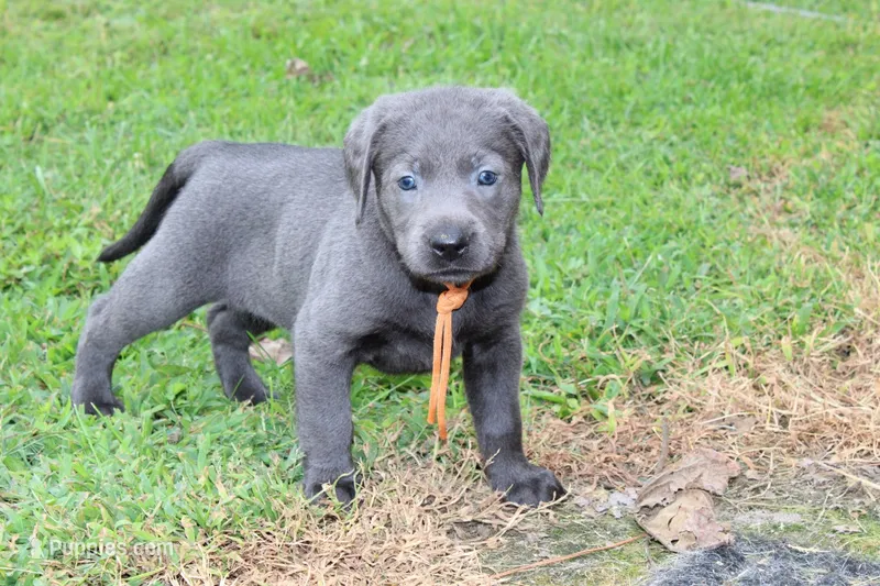 Birdie pup Charcoal Female – Labrador Retriever puppy for sale in Crewe, VA