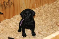 Grace pup Black female Purple, a female Labrador Retriever for sale in Crewe, VA – 2 of 9