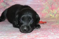 Birdie pup Black Female, a male Labrador Retriever for sale in Crewe, VA – 1 of 3