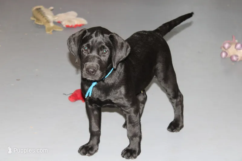 Grace pup Black male Blue – Labrador Retriever puppy for sale in Crewe, VA