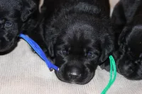 Grace pup Black male, a male Labrador Retriever for sale in Crewe, VA – 1 of 4