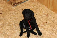 Birdie pup Black Female Red, a male Labrador Retriever for sale in Crewe, VA – 2 of 6