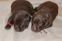Grace pup Chocolate male, a male Labrador Retriever for sale in Crewe, VA – 5 of 6