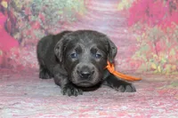 Birdie pup Charcoal Female, a male Labrador Retriever for sale in Crewe, VA – 2 of 7