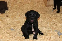 Grace pup Black female Rainbow, a female Labrador Retriever for sale in Crewe, VA – 4 of 7