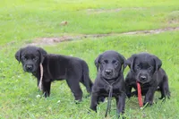 Birdie pup Black Female Rainbow, a male Labrador Retriever for sale in Crewe, VA – 5 of 7