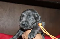 Birdie pup Charcoal Female, a male Labrador Retriever for sale in Crewe, VA – 5 of 7