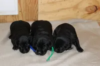 Grace pup Black male, a male Labrador Retriever for sale in Crewe, VA – 2 of 4