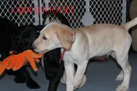 processed/e4b7940f-2175-4ab9-831e-89104ddebb42/listing/435ac559-136f-41c0-b23c-31de21801bf0/0e811d49-352c-430a-9263-2fcb6c01f6ff