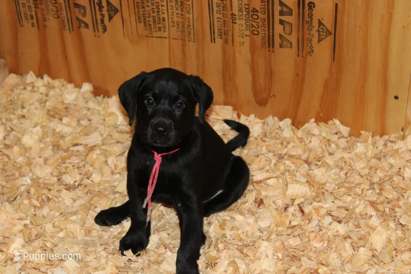 Grace pup Black female Pink – Labrador Retriever puppy for sale in Crewe, VA