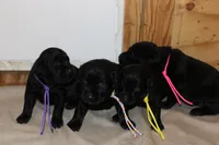 Grace pup Black female, a female Labrador Retriever for sale in Crewe, VA – 3 of 4