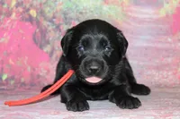 Birdie pup Black Female, a male Labrador Retriever for sale in Crewe, VA – 2 of 3