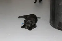 Grace pup Black male Blue, a male Labrador Retriever for sale in Crewe, VA – 3 of 8