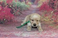 Birdie pup Yellow male green, a male Labrador Retriever for sale in Crewe, VA – 2 of 6