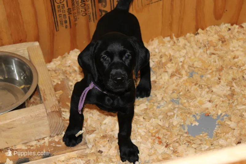 Grace pup Black female – Labrador Retriever puppy for sale in Crewe, VA