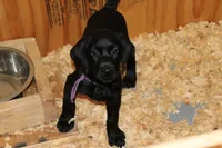 Grace pup Black female Purple, a female Labrador Retriever for sale in Crewe, VA – 1 of 9