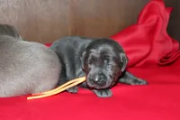 Birdie pup Charcoal Female, a male Labrador Retriever for sale in Crewe, VA – 6 of 7