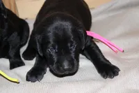 Grace pup Black female Pink, a female Labrador Retriever for sale in Crewe, VA – 8 of 8