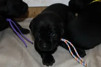 Grace pup Black female Rainbow, a female Labrador Retriever for sale in Crewe, VA – 7 of 7