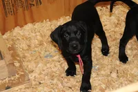 Grace pup Black female Pink, a female Labrador Retriever for sale in Crewe, VA – 2 of 8