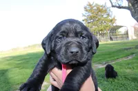 Hope pup Pink, a female Labrador Retriever for sale in Crewe, VA – Photo 2 of 4