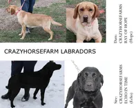 Hope pup Pink, a female Labrador Retriever for sale in Crewe, VA – Photo 4 of 4