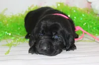 Hope pup Pink, a female Labrador Retriever for sale in Crewe, VA – Photo 3 of 4