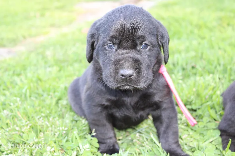 Hope pup Pink – Labrador Retriever puppy for sale in Crewe, VA