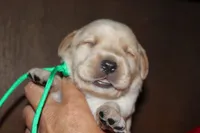 Birdie pup Yellow male green, a male Labrador Retriever for sale in Crewe, VA – 6 of 6