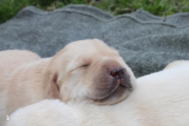 Daisy pup Yellow male – Labrador Retriever puppy for sale in Crewe, VA